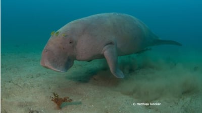 Dugong are increasingly rare, particularly because of the loss of their favourite habitat, seagrass beds, which are also under threat. Courtesy Matthieu Juncker / Mohammed bin Zayed Species Conservation Fund