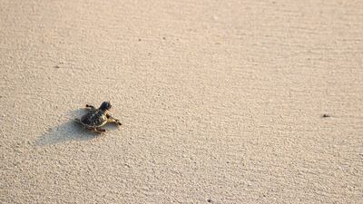 Hawksbill turtle hatchling heading for the waters of the Arabian Gulf at Jebel Ali Wildlife Sanctuary. Discovery
