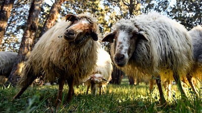 Sheep graze at the Casa de Campo park in Madrid. Madrid city hall has since February 2019 employed 500 sheep to munch undergrowth at the Casa de Campo, a former royal hunting grounds with pines and scrubland stretching over 1,722 hectares. AFP