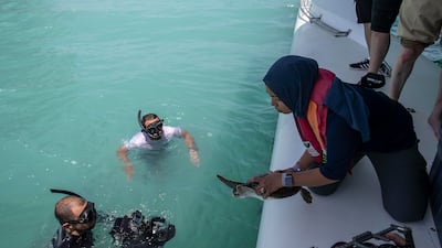 One 35-kilogram green turtle, named Dibba, was microchipped and recorded to have swum 9,000 kilometres to Thailand. Antonie Robertson / The National
