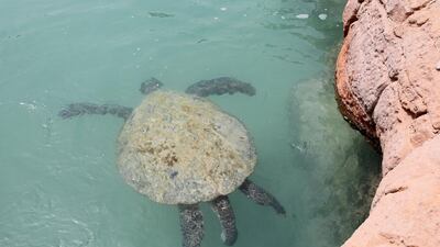 This rescued turtle is over 100 years old. It is currently resident at the Turtle Rehabilitation Lagoon at Jumeirah Al Naseem, but staff hope to release it back into the wild in the summer. Chris Whiteoak / The National