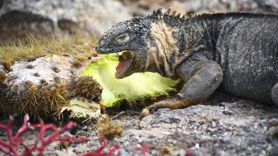 2. Visit the Galapagos Islands in Ecuador - a wonderland of nature.