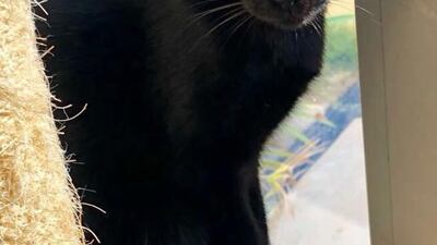 JoJo is looking for a quiet home where she can gain a bit of confidence as she is a bit shy around people. She was found on the street when she was about six months old and been in foster for two years. JoJo weighs around 2.5kg and is approximately 3 years old. She is good with other cats but would be happy as an only cat, too. She is spayed, microchipped and vaccinated. For more information on adoption, visit Jackie’s Cats UAE on Facebook or WhatsApp 050 667 4220 or email jac.covill@gmail.com