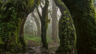 Everyman's Mountain: Forest – 001 , 2021, Archival print on cotton rag. Photo: Omar Al Gurg / Lawrie Shabibi
