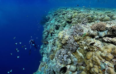 Enric Sala on an expedition for Pristine Seas. Photo by Manu San Félix / National Geographic.