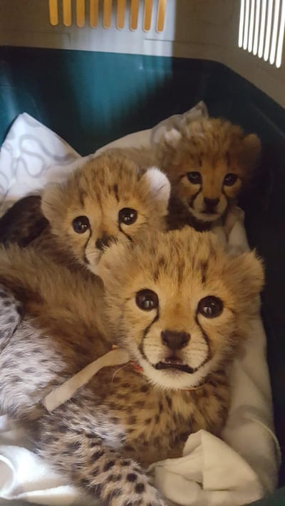 The Cheetah Conservation Fund say they are struggling to keep up with the rehabilitation for the animals as they are intercepting so many. Courtesy: Cheetah Conservation Fund