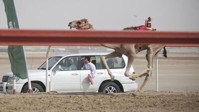 Owners follow the their camel by car during the race to cheer them on and control the electronic jockey.