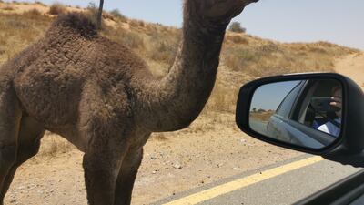 Lulu roams the protected reserve