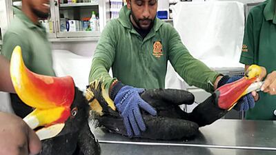 The rhinoceros hornbill, one of the endangered birds smugglers were trying to illegally import. Wam