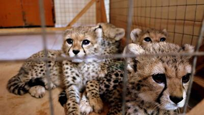 Four cubs confiscated by the Somaliland Ministry of Environment and Rural Development arrive at the CCF Safe House in Hargeisa. Photo: CCF