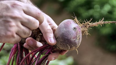 Organic beetroot is harvested.