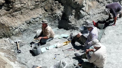 This undated handout picture released by the Te Papa Museum to AFP on January 11, 2018 shows scientists working at an excavating site in St Bathans in New Zealand's Central Otago. AFP