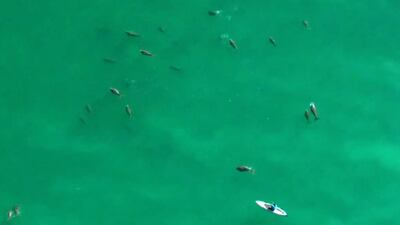 A group of about 36 dugongs were spotted and filmed in waters off the Western Region this week. Courtesy Shamsa Al Hameli