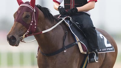 NotListenin’tome during trackwork prior to the Dubai World Cup. 22 March 2016. Courtesy: Dubai Racing Club/Neville Hopwood