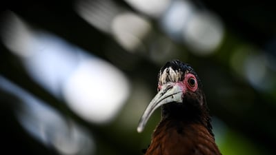 A bird at the Vincennes zoological gardens. AFP