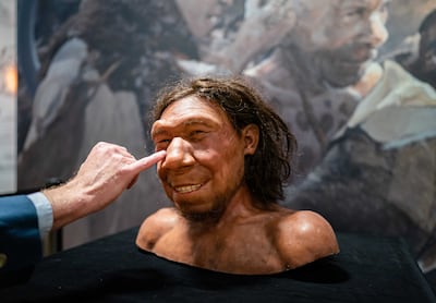 A reconstruction of the first Neanderthal in the Netherlands, nicknamed Krijn, is on display in the National Museum of Antiquities in Leiden. EPA