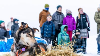 A dog in Thomas Waerner's team rests in Unalakleet, Alaska, during the Iditarod trail sled dog race. AP