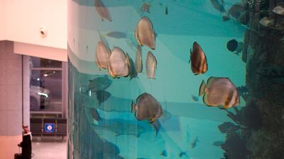 A passenger walks past an aquarium at the King Abdulaziz International Airport in Jeddah, Saudi Arabia. AP