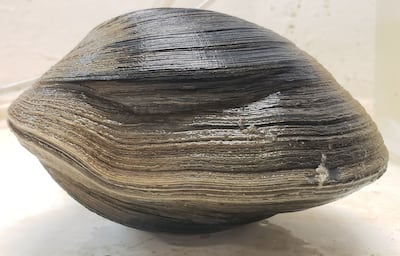 The giant clam was released back into the ocean. Photo: Gulf Specimen Marine Lab