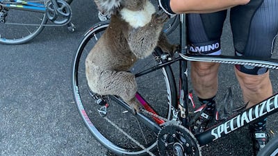 A koala receives water from a cyclist during a severe heatwave that hit the region, in Adelaide Hills, South Australia, Australia December 27, 2019. INSTAGRAM/@BIKEBUG2019 /via Reuters