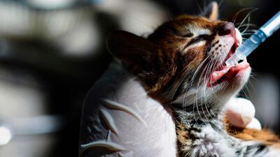 A veterinarian administers treatment to a baby Asian leopard at a natural resources conservation agency (BKSDA) in Banda Aceh. AFP