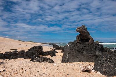 Galapagos Islands, Ecuador. Danita Delimont / Alamy Stock Photo