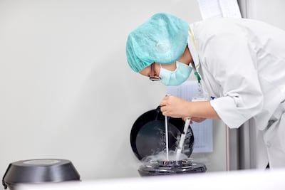 Frozen eggs undergo cryopreservation to be stored in liquid nitrogen. Getty Images