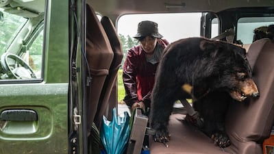 A taxidermy bear, used for presentations in elementary school workshops on the animal, is seen on the backseat of wild bear expert Akiko Takii's van as she packs up after setting a bear trap at a forest in Ina, Nagano Prefecture. Based in Japan's mountainous Nagano prefecture, Takii along with her research partner collect fur and tooth samples from wild Asian black bears for academic purposes. The bears are then tagged with GPS transmitters to study their movements before they are released back into the wild. AFP