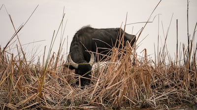 The drought has made it hard for livestock, which the families rely on for milk, to survive