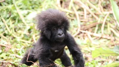 Baby gorillas’ names at the Kwita Izina ceremony in Rwanda are chosen based on the circumstances of their birth, and what hopes the world has for it. Twenty-four were born this past year. Rwanda Development Board