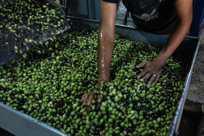 Harvesting olives ties Palestinians to their heritage and their land. EPA