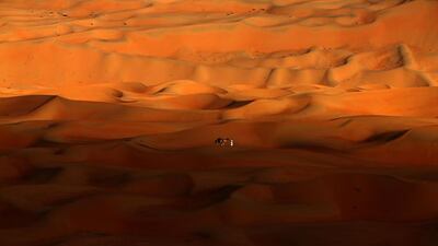 A man walks his camels across the Liwa desert.