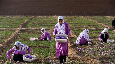 Afghan workers pick saffron flowers in the Ghoriyan District of Herat.