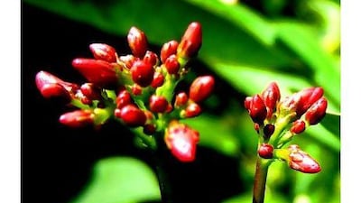 Jatropha intereggima.