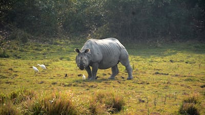 A one-horned rhinoceros stands inside the Kaziranga National Park in Nowagaon district of Assam, India. EPA