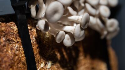 Oyster mushrooms thrive in humid, cool and dark conditions inside the pavilion. Photo: Netherlands Pavilion Expo 2020 Dubai