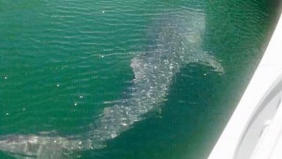 An image posted on social media on Thursday of the whale shark in Dubai Marina.
