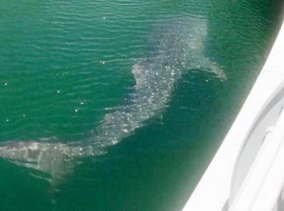 An image posted on social media in 2015 of a whale shark in Dubai Marina