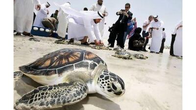 Sharjah Museums Department and Ministry of Environment and Water officials photograph rehabilitated sea turtles released at the shore on Wednesday. The turtles proceeded - slowly - into the surf. Jaime Puebla / The National