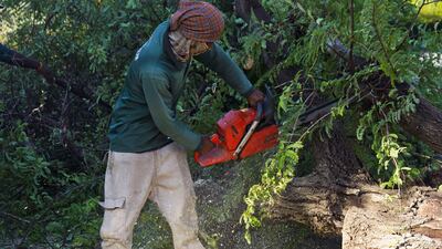 A worker cuts through a downed tree with a chainsaw after a major storm in Dubai. AP