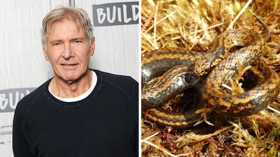Harrison Ford inspired the name of a recently discovered species of snake. Getty Images; Edgar Lehr for Conservation International