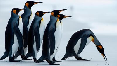 King penguins are seen at Volunteer Point, north of Stanley in the Falkland Islands. AFP