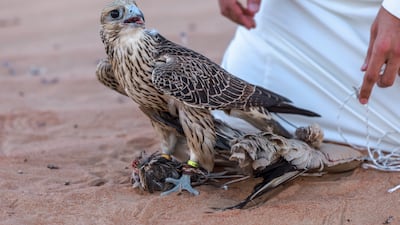 A falcon with its prey