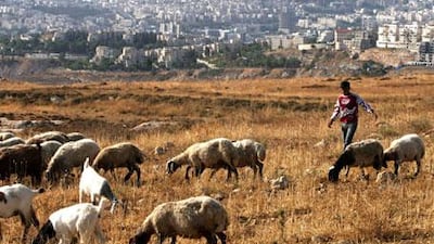Fadlallah Dahouk, 16, herds sheep near the settlement of Givat Zeev.