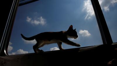 A cat walks near a window in a train cat cafe. Kim Kyung-Hoon / Reuters