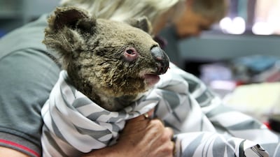 A koala named Rose from Thrumster recovers from burns at the Port Macquarie Koala Hospital=