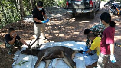 Officials handling the body of a dead dear found with plastic bags and underwear in its stomach, in Khun Sathan national park in Nan Province, Thailand. According to media reports, the deer was found to have consumed 7kg of plastic garbage and other rubbish. EPA