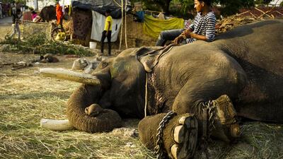May 5 2014. A mahout lies down on male elephant Gangaram with an iron bull-hook to hand at the handler’s camp, as it lies on its side exposing the cracked soles of its feet near.