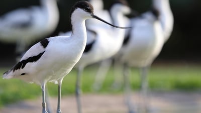 Sharjah's Wasit Nature Reserve is home to almost 200 species of birds. Wam