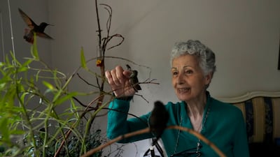 Catia Lattouf caresses an injured hummingbird inside her apartment in Mexico City. AP